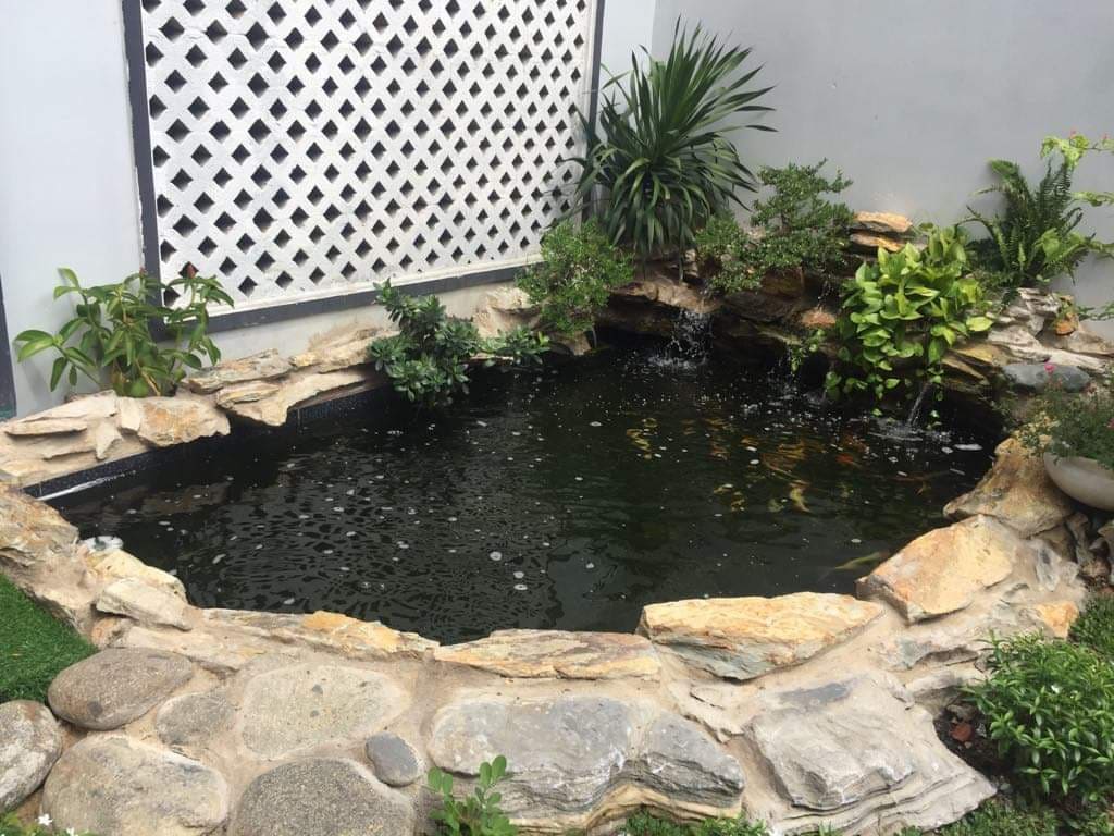 Hồ cá koi của anh Tâm - Thủ Đức