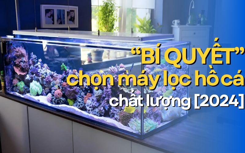 Bí quyết chọn máy lọc hồ cá chất lượng 2024